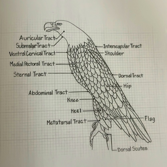 The Illustrated Bald Eagle by Denny Rogers Softcover Book EXC - Picture 7 of 16